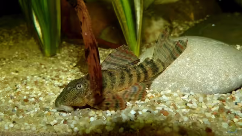 Panaqolus sp. L397 12.08.15 von ~Marco~ (68)