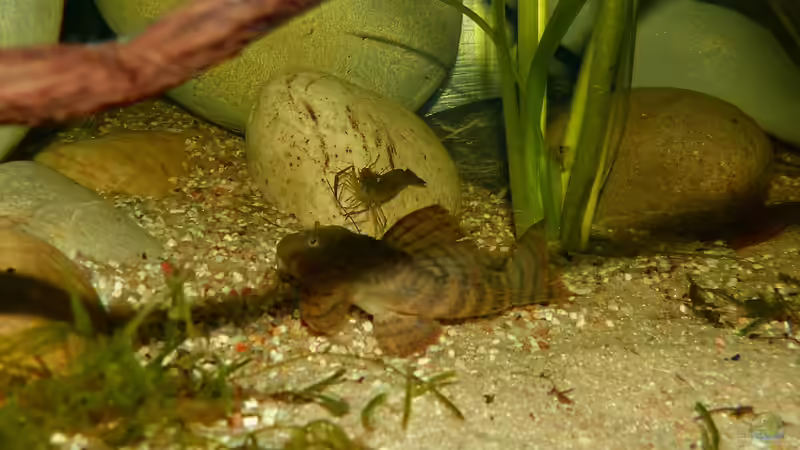 Panaqolus sp. L397 12.08.15 von ~Marco~ (72)