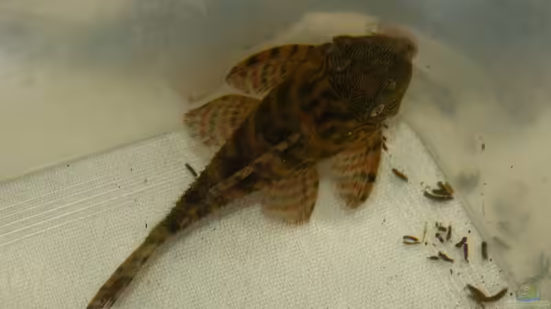 Panaqolus sp. L397 12.08.15 von ~Marco~ (73)