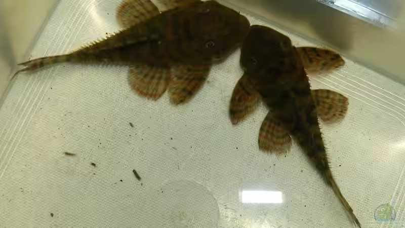 Aquarien mit Panaqolus sp. "L 2" (Tigerharnischwels)