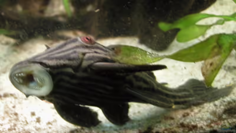 Panaque beim Hausputz von Sebastian Sander (8)