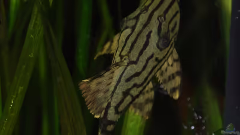 Panaque cf. nigrolineatus L190 von Leo G. (3)