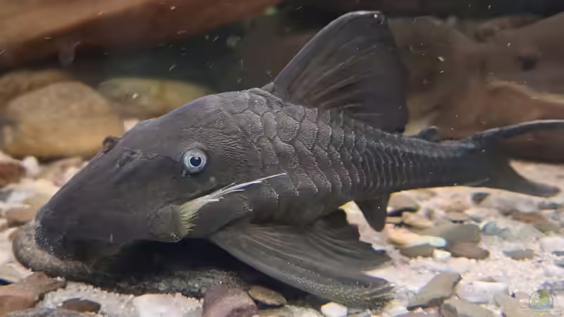 Panaque cochliodon im Aquarium halten (Einrichtungsbeispiele für Blauaugen-Harnischwels)