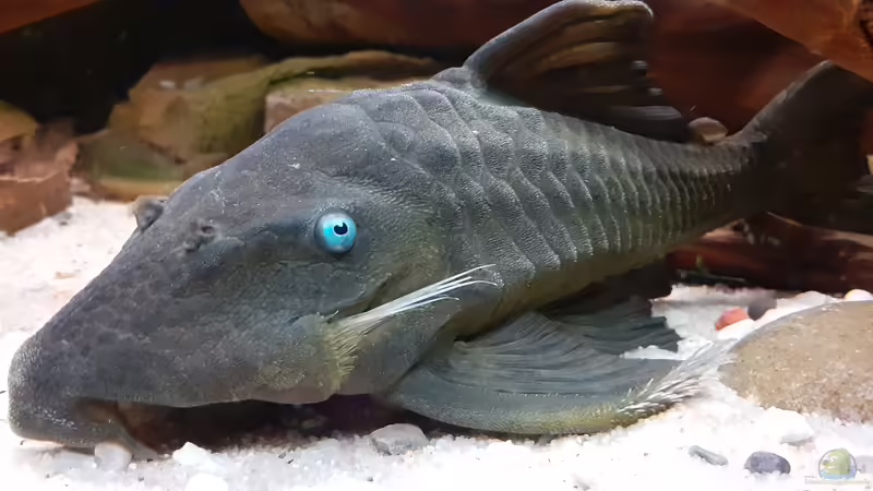 Panaque cochliodon suttoni von Agua viva (21)