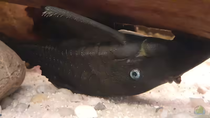 Panaque cochliodon suttoni von Agua viva (38)
