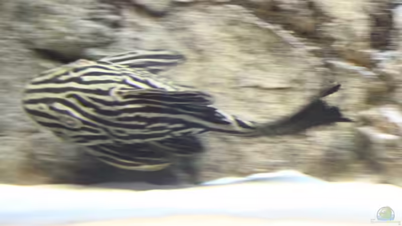 panaque nigrolineatus hats eilig von AlexDhc (44)