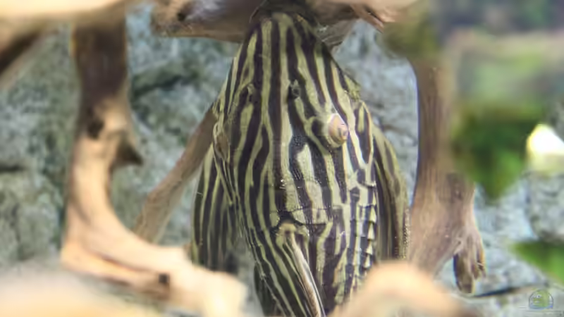 panaque nigrolineatus von AlexDhc (42)