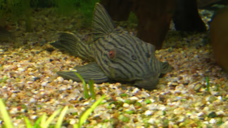 Panaque Nigrolineatus von Christian Epp (10)