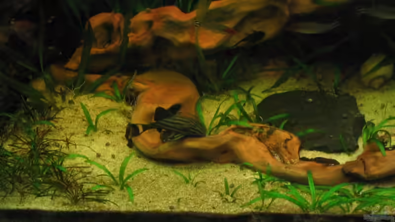 Panaque nigrolineatus von Michael Gerhardt (12)