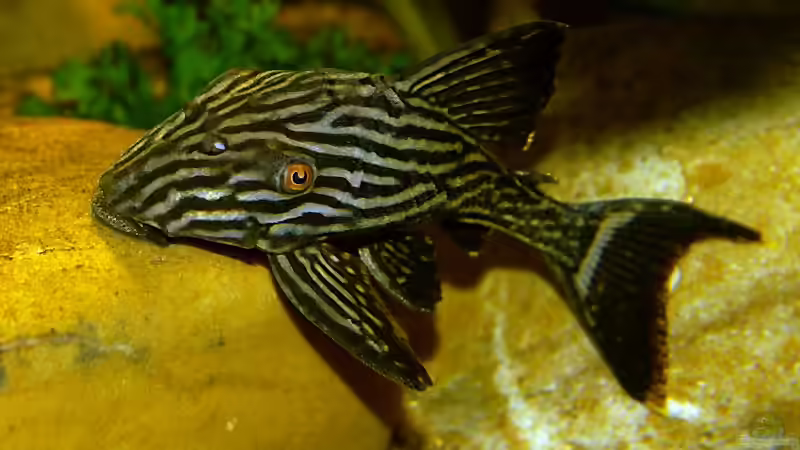 Panaque nigrolineatus von Uwe Dölling (11)