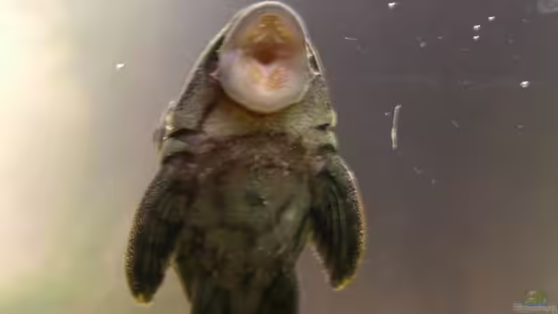 Aquarien mit Panaque cf. nigrolineatus (L 190)