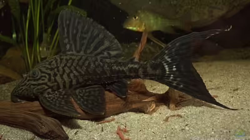 Panaque sp. von ajot (21)