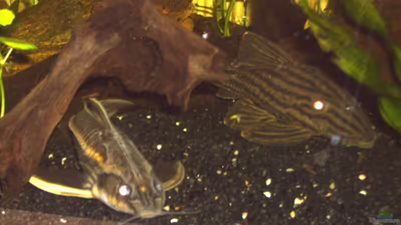 Einrichtungsbeispiele mit Liniendornwelsen (Platydoras costatus)