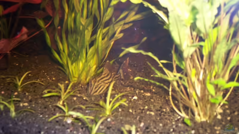 Panaque von René Schouwenaars (7)