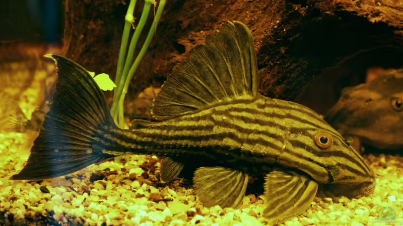 Panaque von SouthAmerica (26)