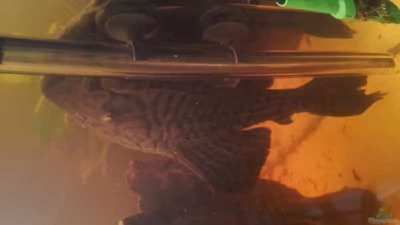 Panaque Wels von Gass (10)