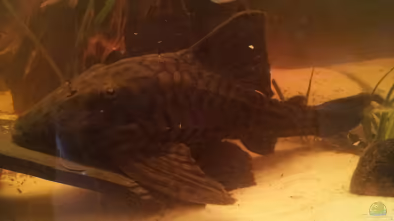 Panaque Wels von Gass (8)