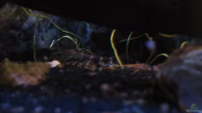 Panaquolus. . . von der Theoretiker (73)