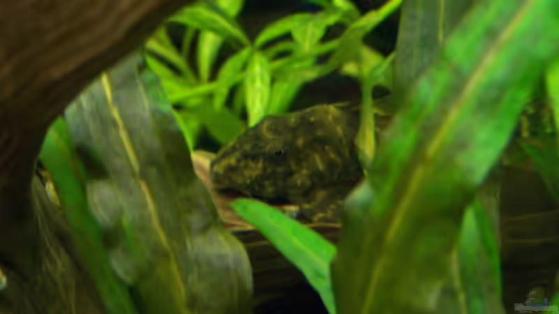 Panaquolus maccus von Dani7 (19)