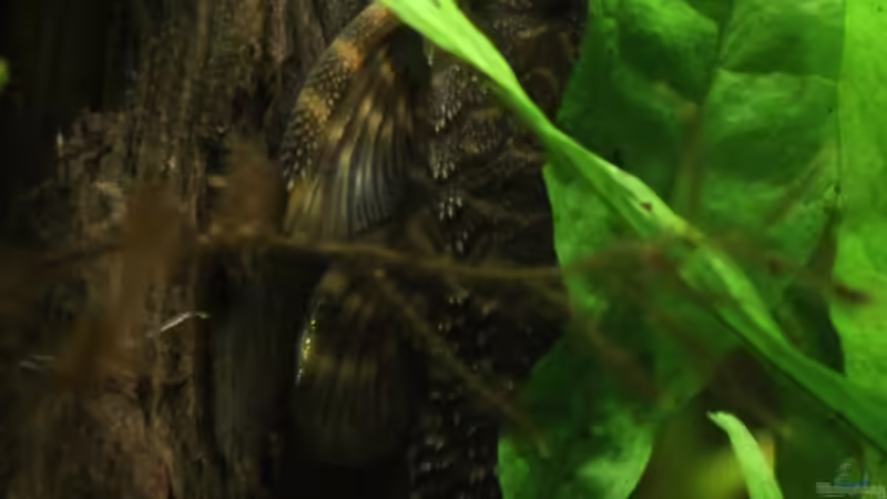 Panaquolus sp. aff. maccus von Annika (52)