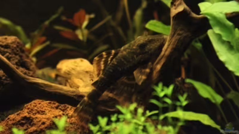 Panaquolus sp. aff. maccus von Annika (53)