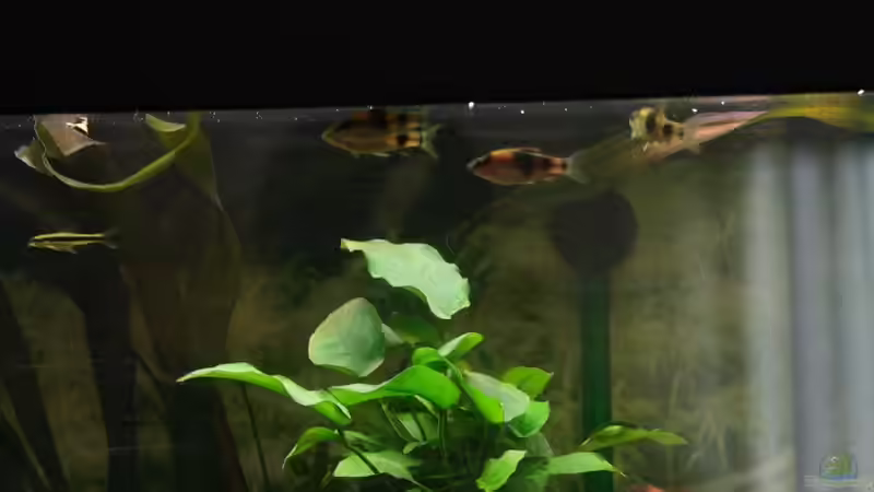 Panda- und Rüsselbarbe von Sunnyboy_72 (19)