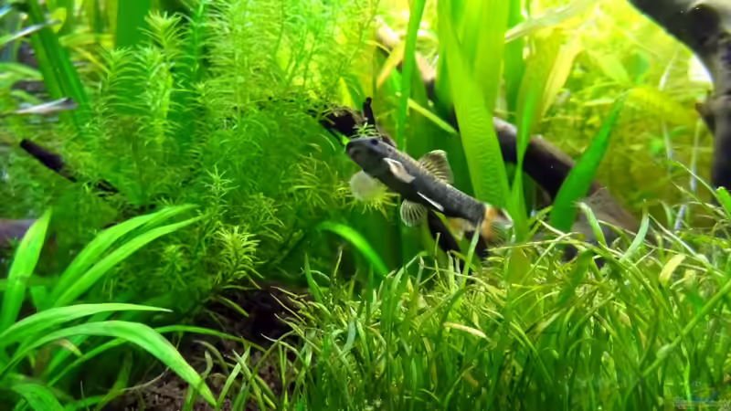 Aquarien mit Algenfresser (Algenfressende Fische oder Wirbellose)