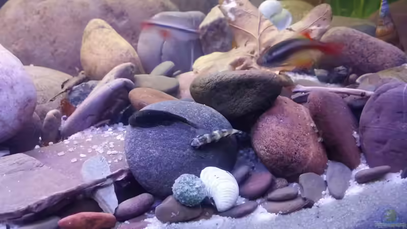 Panda Bachschmerle u. Vietnamesische  Kardinälchen  von Miss Kasimir (24)