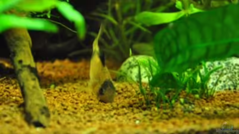 Panda beim Gründeln von Garfield (30)