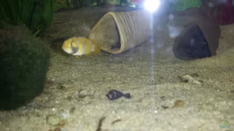 Panda-Buntbarsch und L66 von Moe (5)