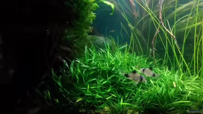 Panda-Corydoras von Grünhexe (173)