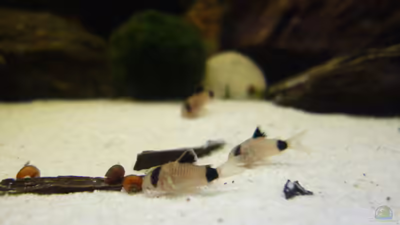 Panda Gruppe. von Ba Bu (20)