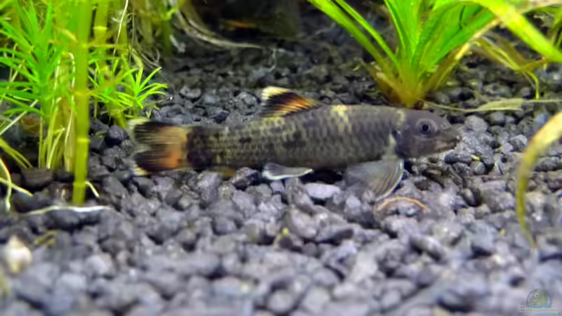 Panda mal ganz nah! von BigBDorsten (19)