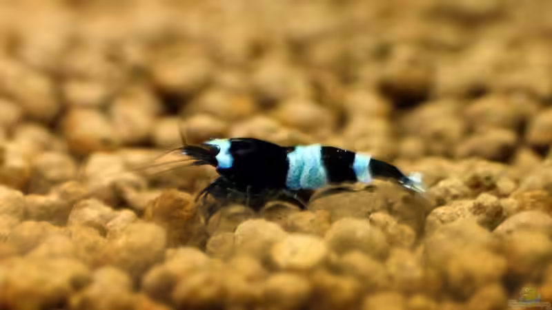 Panda Nachwuchs - bläulich geferbt von Micha (55)