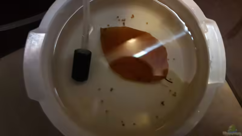 Panda Nachwuchs  von Fichte (70)