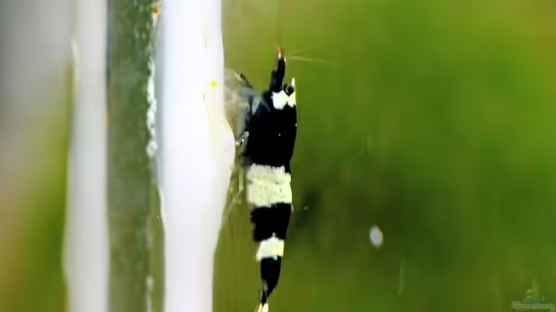 Panda Nachwuchs von Micha (26)