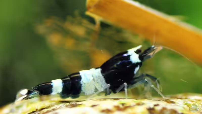 Panda Nachwuchs von Micha (27)