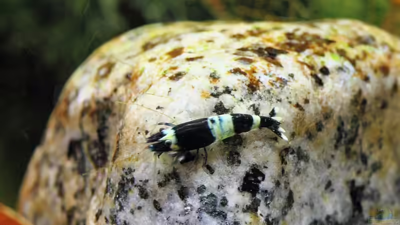 Panda Nachwuchs von Micha (30)