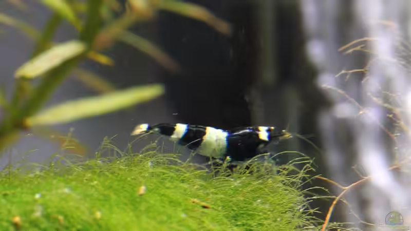 Panda Nachwuchs von Micha (31)