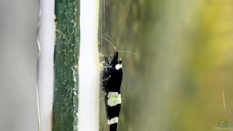 Panda Nachwuchs von Micha (33)