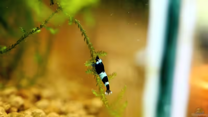 Panda Nachwuchs von Micha (57)