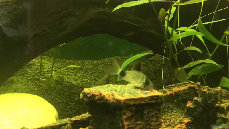 Panda-Panzerwels  von IL (6)