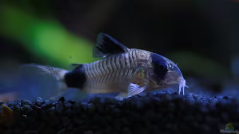Panda-Panzerwels (Corydoras panda) von semimarinus (32)