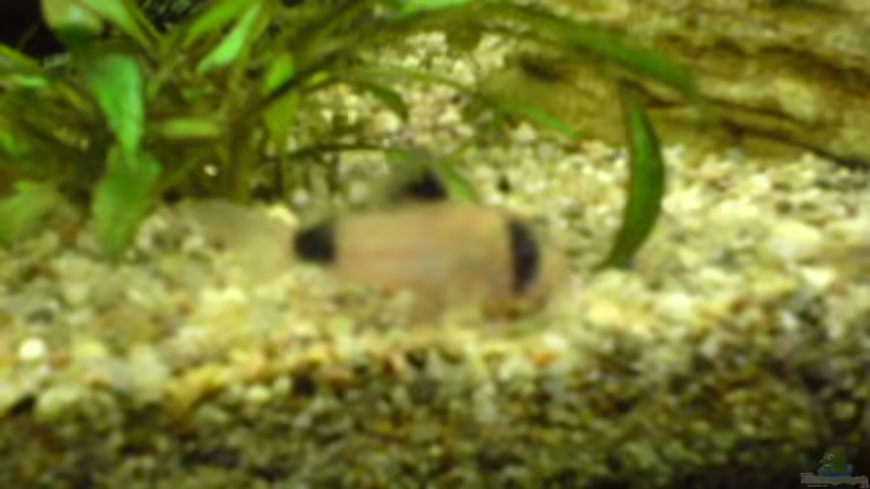 Panda Panzerwels (Curly, Larry, Moe) von Dornauge xxl (30)