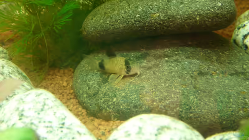 Panda Panzerwels von ATinUN (17)