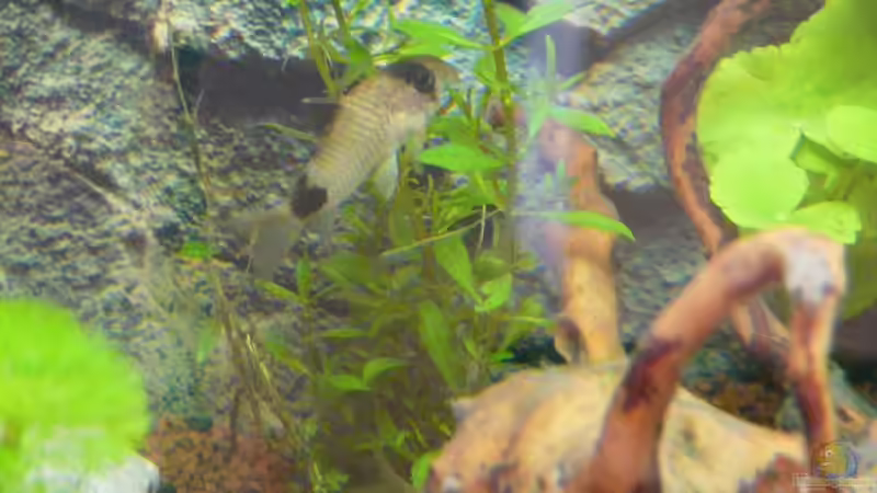 Panda Panzerwels von ATinUN (7)