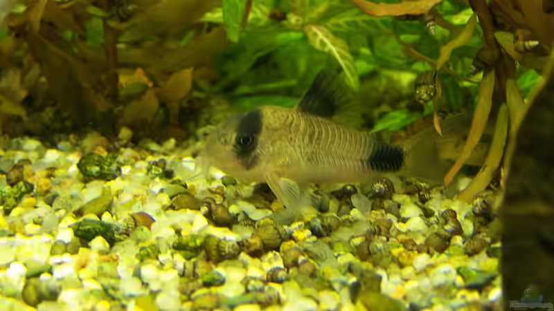 Panda-Panzerwels von Dani7 (20)