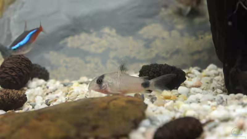 Panda-Panzerwels von ESA_72 (26)