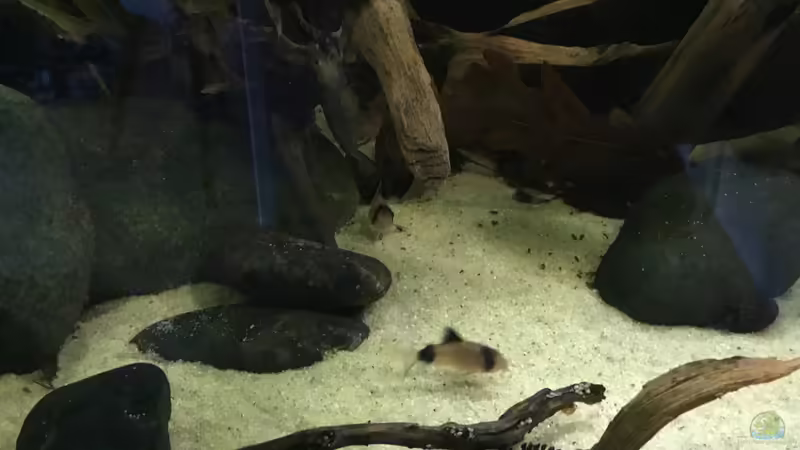 Panda Panzerwels von Jemafa (10)