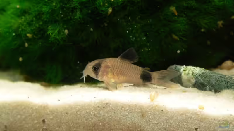 Panda-Panzerwels von Lars T. (17)